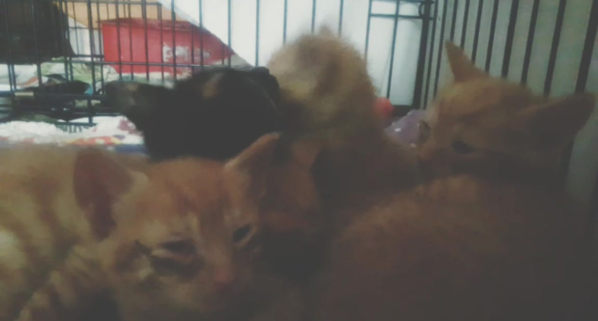 Kittens Are Very Sick